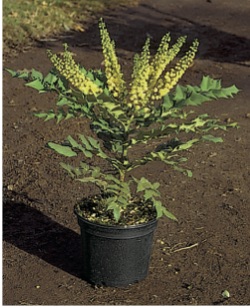  Mahonia media ’White Sun’