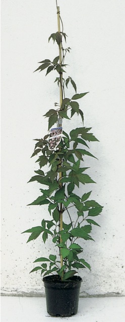 Clematis montana rubens
