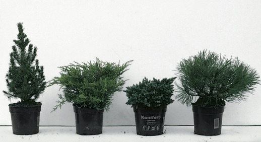 Nadelgehölze für den Balkonkasten