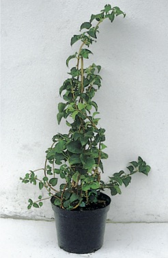 Hydrangea petiolaris