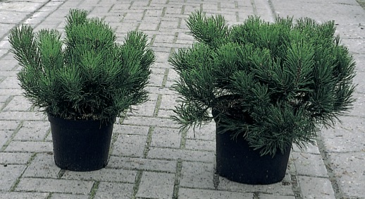 Pinus mugo mughus