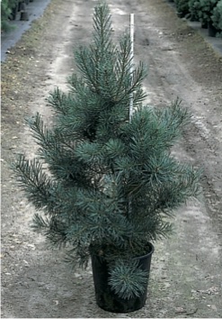 Pinus sylvestris ’Glauca’