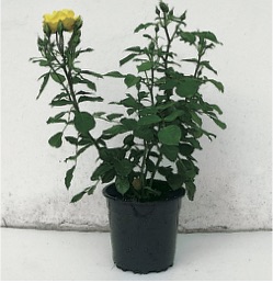 Beetrose im Rosentopf