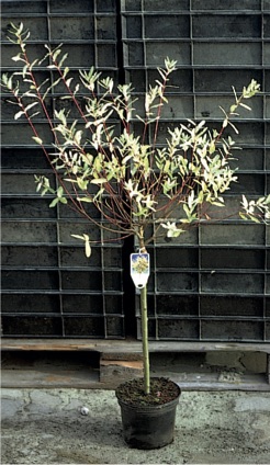  Salix integra ’Hakuro Nishiki’