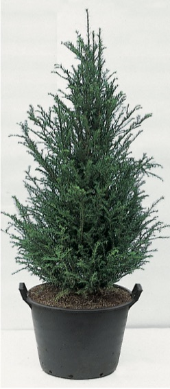 Taxus baccata