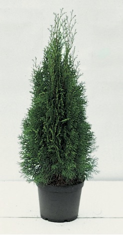 Thuja occidentalis ’Smaragd’
