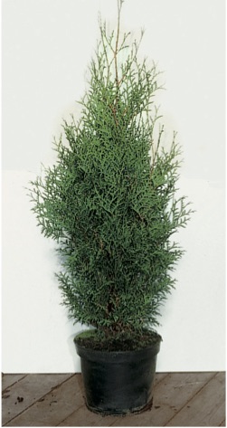 Thuja occidentalis