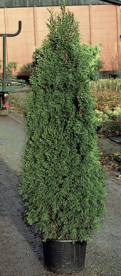 Thuja occidentalis ’Smaragd’
