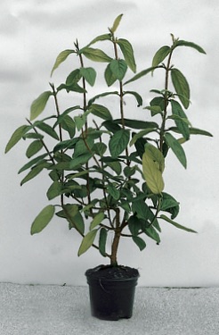 Viburnum rhytidophyllum