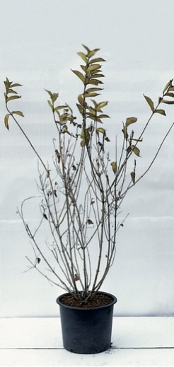 Weigela florida ’Nana Variegata’