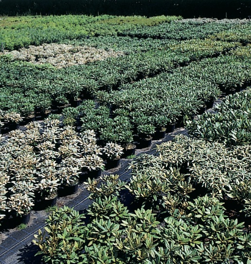 Yakushimanum-Hybriden